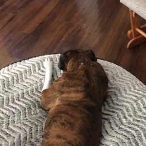 Meet your Posher, Rozi